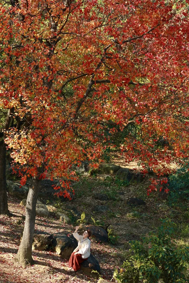 柳州 | 深秋的烏桕樹是白天裡綻放的煙火