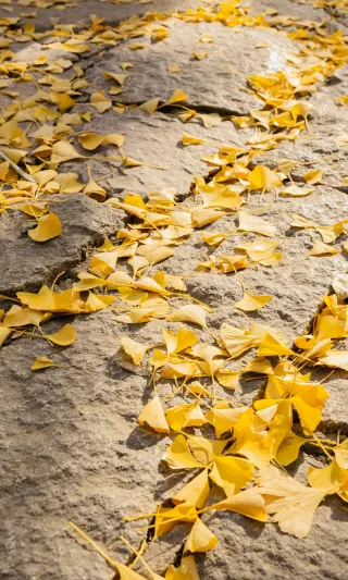 Suzhou | Autumn at Lingering Garden, the best time for orange, yellow, and green 🍂