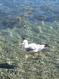 在瀘沽湖酒店看到晨霧！12.5實拍