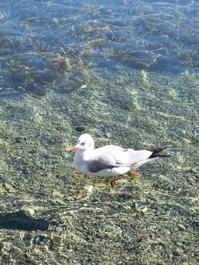 在瀘沽湖酒店看到晨霧！12.5實拍