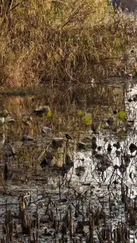 此時，武漢東湖美得不像話免費停車！