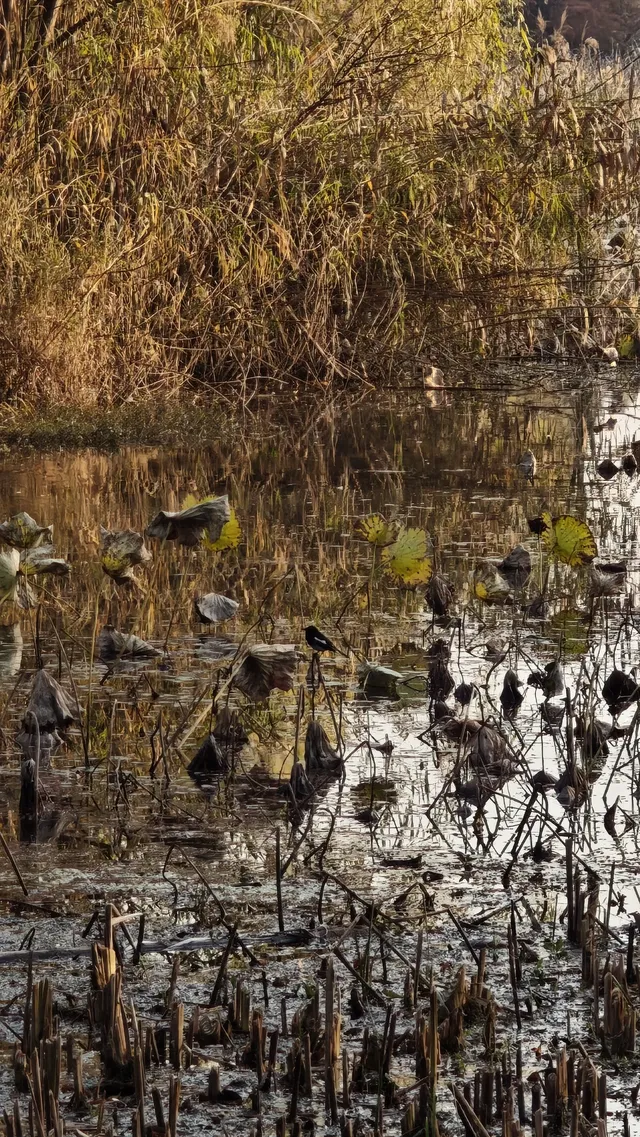 此時，武漢東湖美得不像話免費停車！
