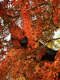 秋日頂流～～明孝陵胭脂雪