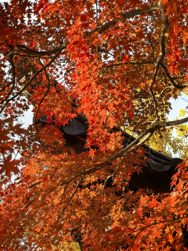 秋日頂流～～明孝陵胭脂雪