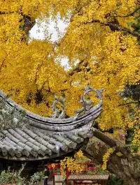 打翻調色盤,最後一次這個視角做寄暢園封面