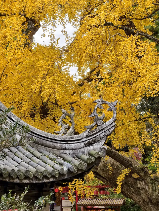 打翻調色盤,最後一次這個視角做寄暢園封面 打翻調色盤,最後一次這個視角做寄暢園封面