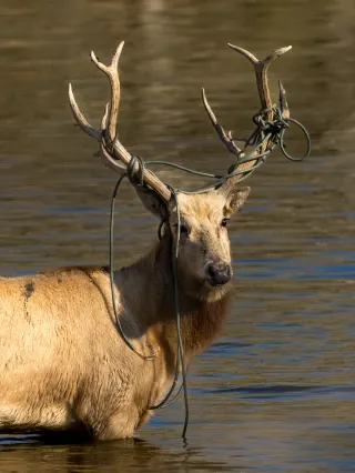 The mysterious and gentle eyes of the milu deer have healed my urban anxiety