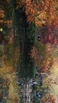 天平山的秋天絕了!