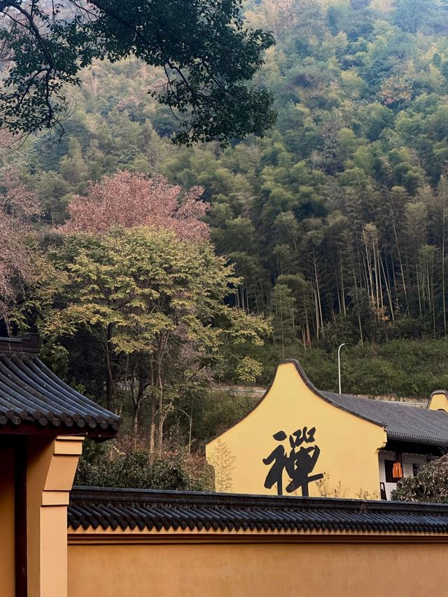 秋冬五瀉絕了！瀑布禪寺與黃金大道