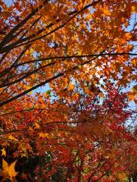 九峰村徒步 是誰說福州沒有秋天的