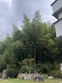 在莫干山見到了頂級的寵物友好