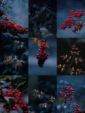 Романтическая зима в Чанше | Встреча с пылающей нандиной в дождливую ночь