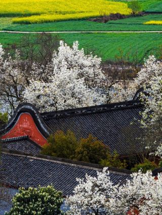 Jiling Temple, Pear Blossoms with Rain