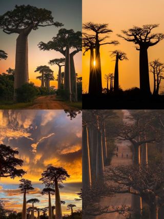 Africa Madagascar｜Encounter the Baobab Avenue
