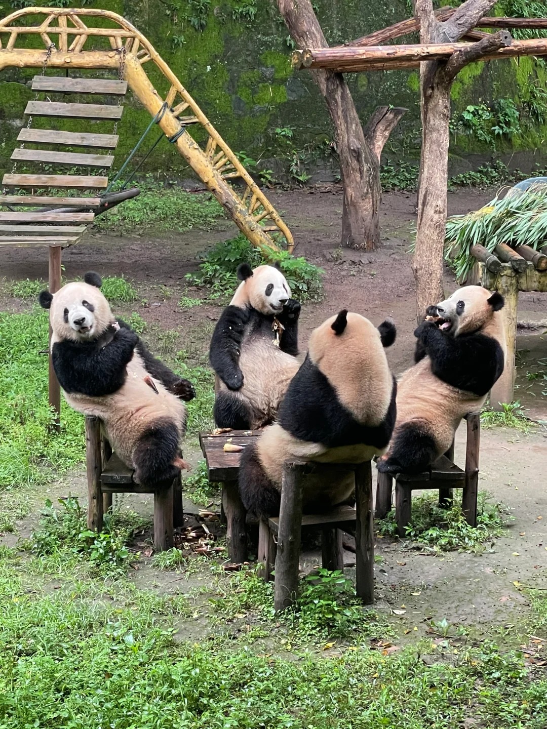 中國大熊貓圖鑑！除了成都，這裡也有超可愛的熊貓