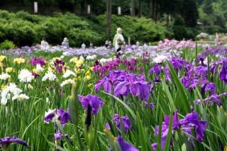 The 2026 Lanjang Forest Iris Festival