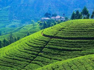 Why Choose Sri Lanka's Tea Highlands?