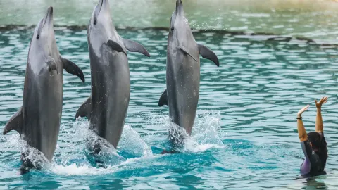 This is the right way to experience Australia — traveler post in Cairns
