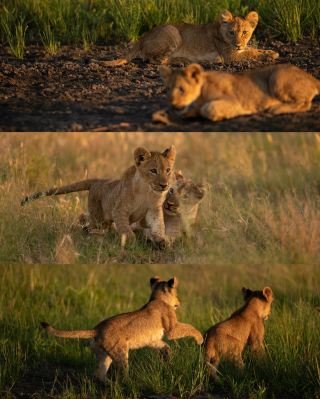 Kenya vs Tanzania: How to Choose for an East African Safari?