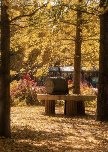 Pizhou Autumn Special | Step into the golden Ginkgo Time Tunnel for a gentle late-autumn date