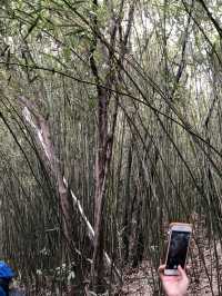 香港新手行山🍀茅坪藤皇+竹林隧道路線