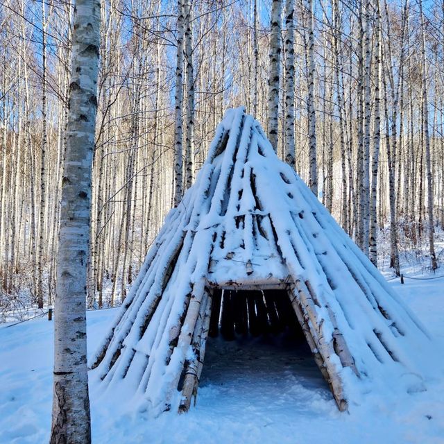 ❄️눈이 내려앉은 인제 원대리 자작나무 숲