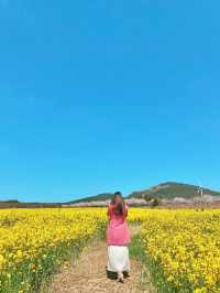 제주의 봄꽃 명소 3곳✨보롬왓, 녹산로, 오설록