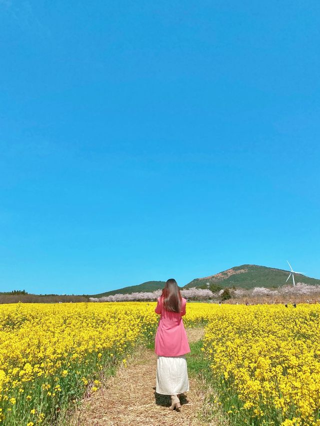 제주의 봄꽃 명소 3곳✨보롬왓, 녹산로, 오설록