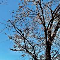 【東京】夕暮れ時の隅田公園の桜