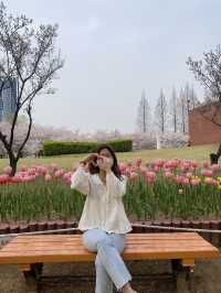 🌸🌷벚꽃과 튤립 함께 볼 수 있는 곳🌷🌸