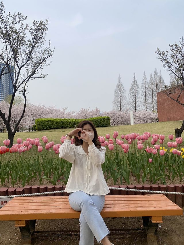 🌸🌷벚꽃과 튤립 함께 볼 수 있는 곳🌷🌸