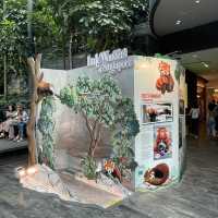 Jewel Changi Airport + Disney 100th