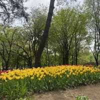 튤립🌷이 한가득 피어있는 “서울숲” 🌳