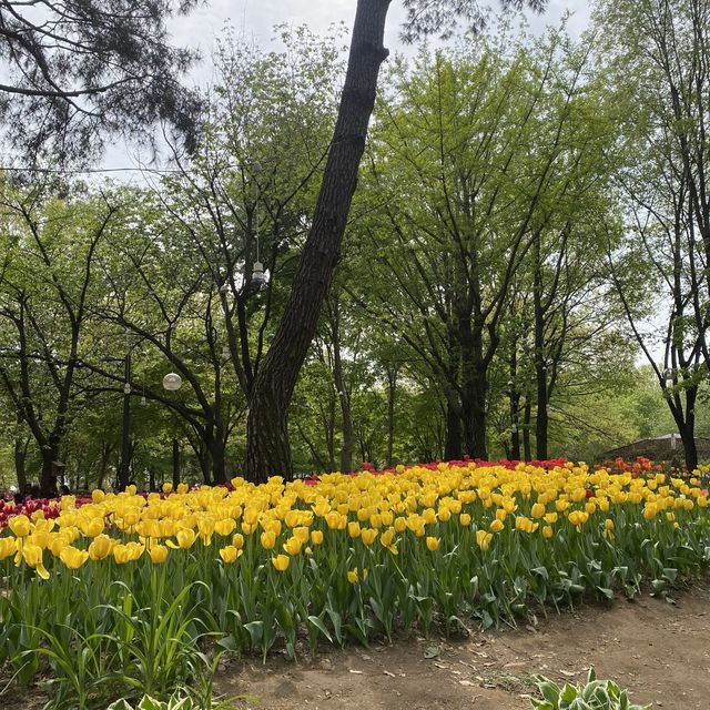 튤립🌷이 한가득 피어있는 “서울숲” 🌳