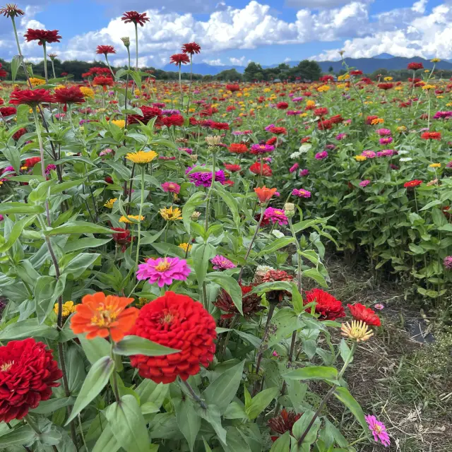 【山梨】花の都公園🌻