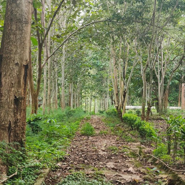 Forest pathway👍🏻