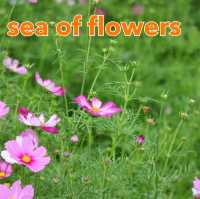 Sea of Flowers in Xinshe