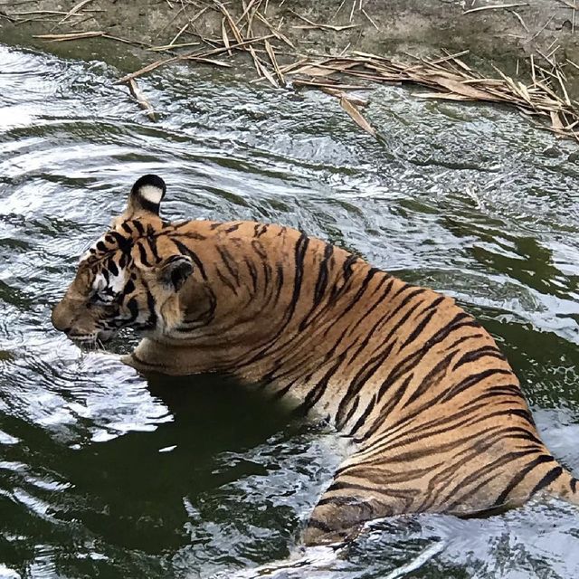 狂野探險！揭秘洛卡宜野生動物園的動物奇遇🦁🌿🐒