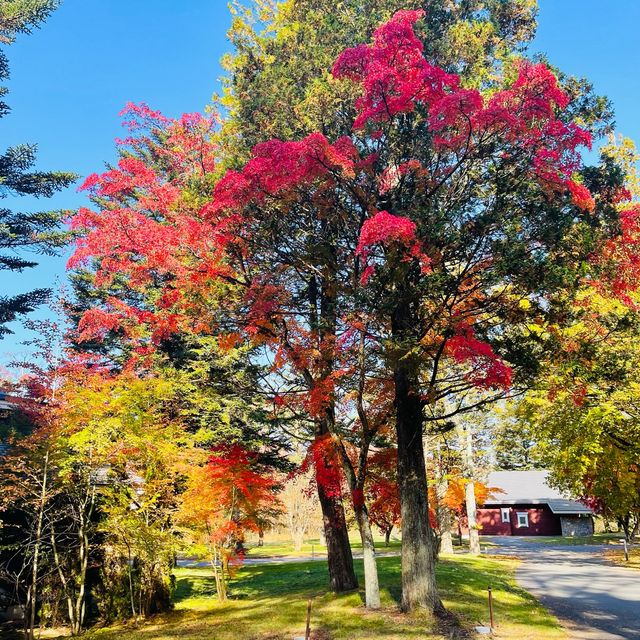 Autumn is love in Japan