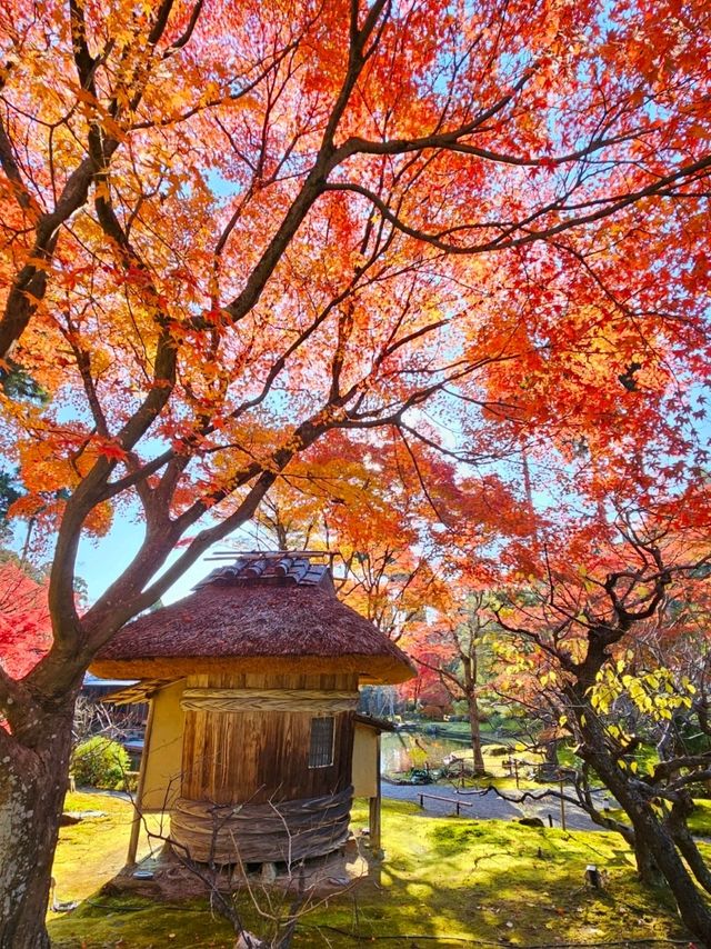 【ROKU京都】京都で最大の屋外温泉プール&紅葉が美しい日本庭園