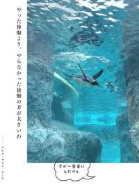 【北海道】冬の動物園を名言と共に楽しもう🐻‍❄️🐧🦭🦝🐺💕