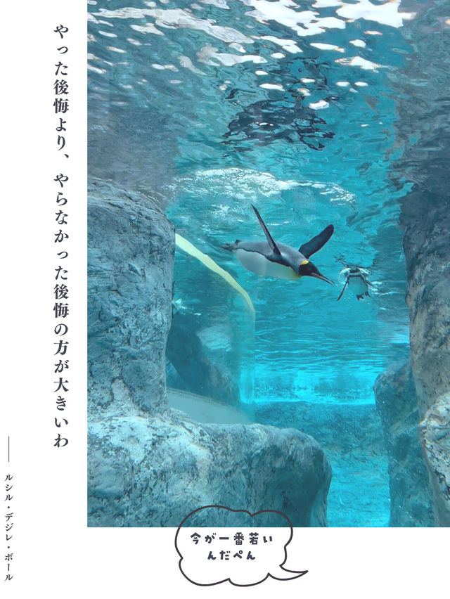 【北海道】冬の動物園を名言と共に楽しもう🐻‍❄️🐧🦭🦝🐺💕