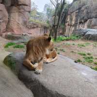 通天閣とサバンナの野生動物が一緒に楽しめる　天王寺動物園