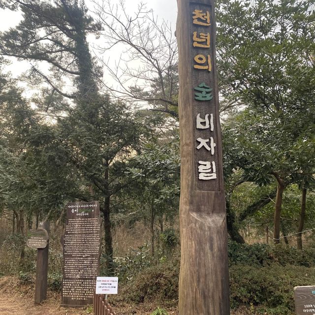 영화 “아바타”가 생각나는 거대한 숲, 비자림 🌳