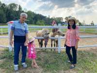  ภักดีฟาร์ม ฟาร์มกวางแห่งเดียวในพิษณุโลก🐑🦌
