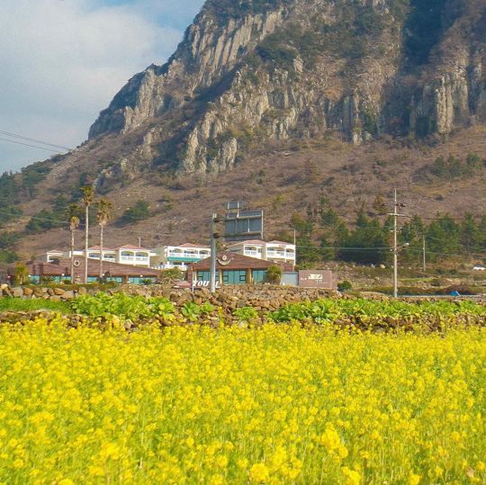 산방산뷰와 함께 볼 후 있는 제주 유채꽃밭💛