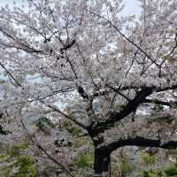 世界中の観光客を呼び寄せる桜の増上寺