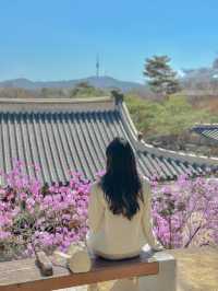 봄꽃구경은 역시 고궁투어💐