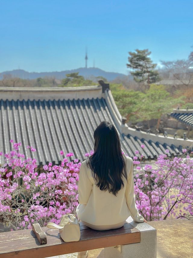 봄꽃구경은 역시 고궁투어💐