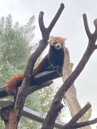 Get up close with animals at Canberra’s zoo!